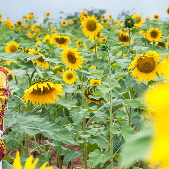One Acre Fund